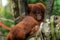 Orangutans, mother and a baby, sitting on platform, looking to the left, thinking, hiding from rain