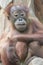 Orangutans Pongo