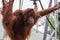 The orangutans, Pongo are three extant species of great apes