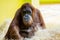 The orangutans, Pongo are three extant species of great apes
