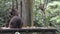 Orangutans from Sabah in Malaysian Borneo during feeding time