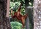 Orangutans are three extant species of great apes.
