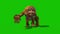 Orangutans Walkcycle Front Green Screen Monkey Animals 3D Rendering Animation