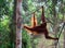 Orangutans in wildlife in the jungle of Borneo
