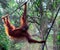 Orangutans in wildlife in the jungle of Borneo