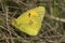 Oranje luzernevlinder, Clouded Yellow, Colias croceus