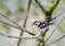 Oranjekeelzanger, Blackburnian Warbler, Dendroica fusca