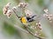 Oranjekeelzanger, Blackburnian Warbler, Dendroica fusca
