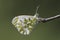 Oranjetipje, Orange Tip, Anthocharis cardamines