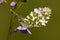 Oranjetipje, Orange Tip, Anthocharis cardamines