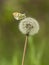 Oranjetipje, Orange Tip, Anthocharis cardamines