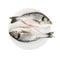 Orata Fish Isolated, Fresh Dorado, Seabream