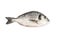 Orata Fish Isolated, Fresh Dorado, Seabream