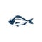 Orata gilt head bream isolated saltwater fish icon