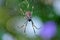 Orb Spider in Web with white and purple blurred flowers in background