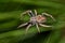 Orb Weaver spider with colorful markings.