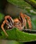 Orb Weaver spider facing the camera.