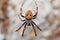 Orb-weaver spider spider, Madagascar wildlife