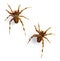 Orb Weaver Spiders