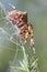 Orb Weaving Spider (Araneus angulatus)