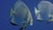 Orbicular batfish Platax orbicularis in deep blue. Water