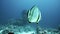 Orbicular batfish Platax orbicularis swims in the blue water, red sea