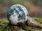Orbicular ocean jasper sphere with crystallized vugs from Madagascar on moss, bryophyta and bark, rhytidome in forest