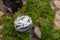 Orbicular ocean jasper sphere with crystallized vugs from Madagascar on moss, bryophyta and wood