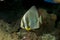 Orbicular Spadefish (batfish)