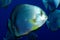 Orbicular spadefish platax orbicularis.
