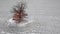Orbit aerial footage of winter tree
