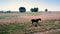 Orbit Around Single Horse Walking Along Fence Line through Grass