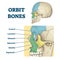 Orbit bones labeled educational skeletal division scheme vector illustration