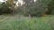 Orbiting shot of a dry tree in the park - point of interest.