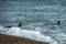 Orca attack a seal on the beach