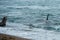 Orca attack a seal on the beach