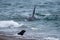 Orca attack a seal on the beach