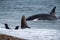 Orca attack a seal on the beach