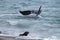 Orca attack a seal on the beach