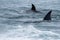 Orca attack a seal on the beach