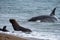 Orca attack a seal on the beach