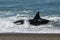 Orca attacking sea lions,Peninsula Valdes,