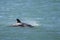 Orca baby swimming on the surface, Peninsula Valdes,