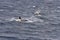 Orca with calf in Antarctica