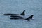 Orca family patrolling the coast, Peninsula valdes,