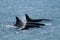 Orca family patrolling the coast, Peninsula valdes,
