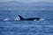 Orca Feeding in the San Juan Islands