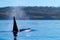 Orca Feeding in the San Juan Islands