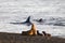 Orca hunting,  Patagonia Argentina