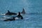 Orca hunting sea lions in the shoreline